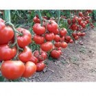Seminte de tomate