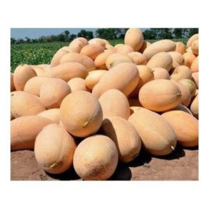 Raymond pepene galben 500 seminte