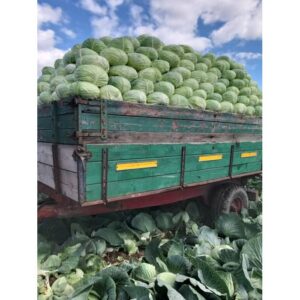 Varza alba plata Cataleya F1 1000 seminte,