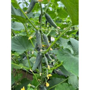 Castraveti Erlend F1 250 seminte