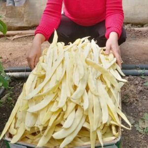 Fasole Urcatoare Hula  500 gr