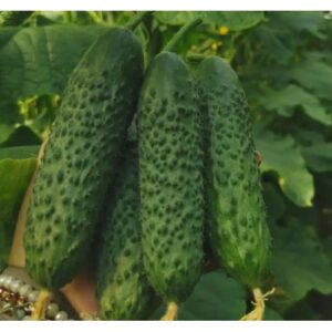 Ilonara RZ F1 1000 sem