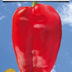 Ureche de Elefant Slonovo Uvo  25 gr