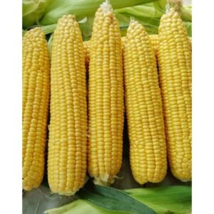 Porumb zaharat Messenger F1 5000 sem