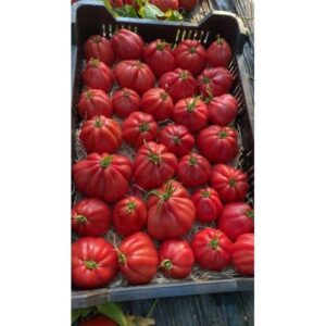 SEMINTE DE TOMATE MAMIPINK F1 (E15B.41786) 100 SEM