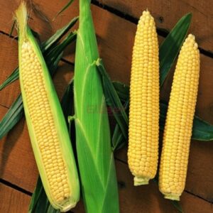 SENTINEL F1 5000 SEM