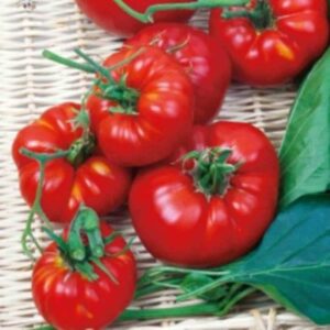Tomate Marmande 10 GR