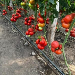 Tomate Alasia F1 1000 sem