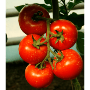 Seminte de tomate Alamina F1, 100 seminte