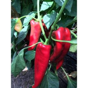 Ardei capia Vitalica RZ F1 100 SEM