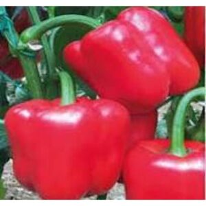 Ardei gras AKTOR F1 1000 sem