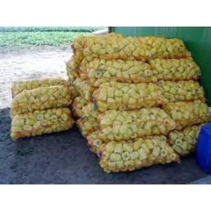 Ardei IPON F1 500 sem