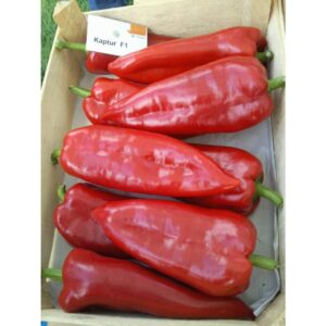 Ardei kapia Kaptur F1 500 seminte