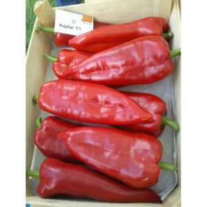 Seminte de ardei kapia Kaptur F1 100 seminte