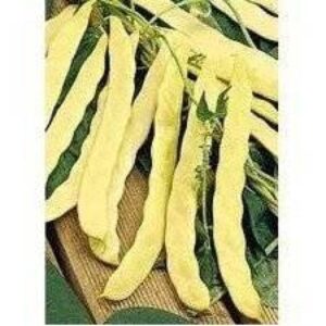 Auria Bacaului 500 gr