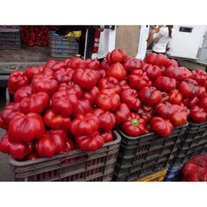 Bihar F1 500 seminte