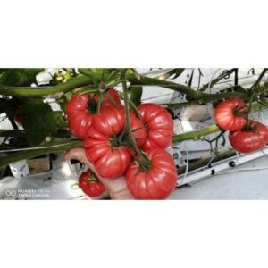 Buffalopink f1 250 SEM