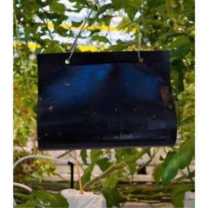 Capcane lipicioase insecte negre