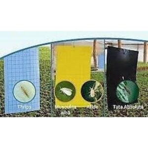 Alternative view of Capcane lipicioase insecte galbene