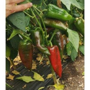 Capia Eugenia F1 100 sem