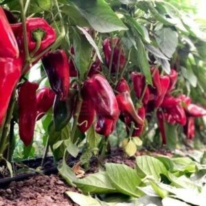 Capia Kaprima F1 500 sem