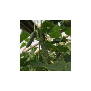 CASTRAVETI CASSIUS F1 500 seminte