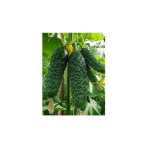 Castraveti Madrilene f1 1000 seminte