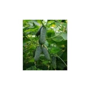 CASTRAVETI SV4097CV 1000 seminte