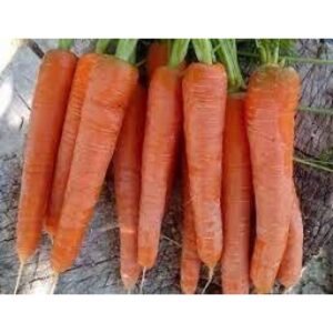 Champion F1 (100.000 seminte) de morcovi timpurii, Syngenta