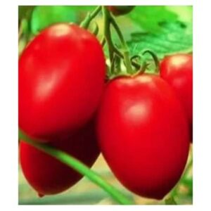 Seminte de tomate Colibri F1, 1000 Sem, Clause