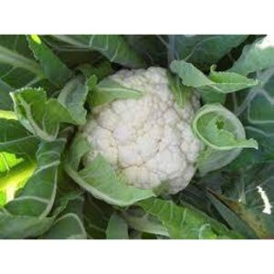 Conopida Charlot F1 1000 seminte