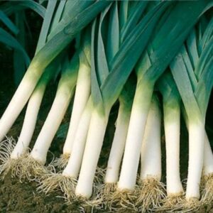 Seminte de praz Lancelot - 10.000 sem