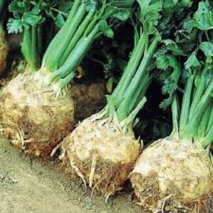 Seminte de telina de radacina Brilliant - 10.000 seminte