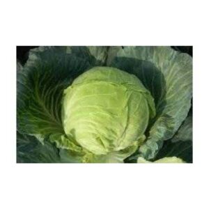 Escazu F1 1000 seminte