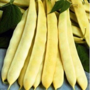 Fasole urcatoare Aurie de Bacau 500g