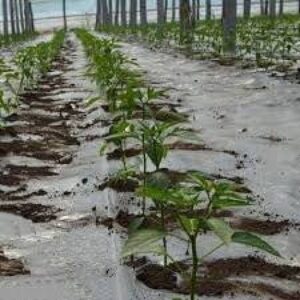 Folie mulcire transparenta 1m x 1000 ml