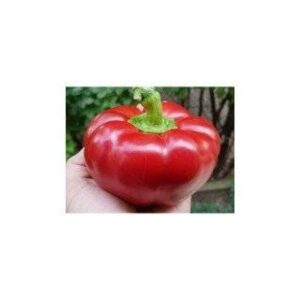 Gogosar Carcassone F1 500 seminte