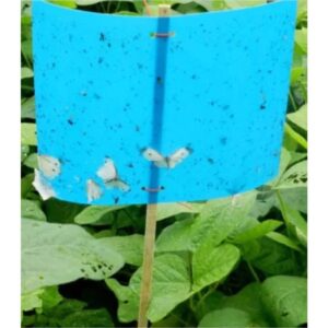 Capcane lipicioase insecte albastre