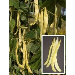 Fasole Goldmarie 500 gr