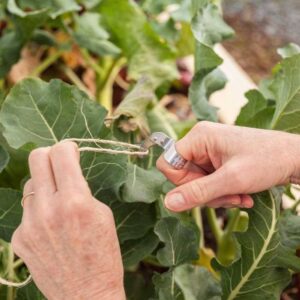 Alternative view of Inel cu cutit