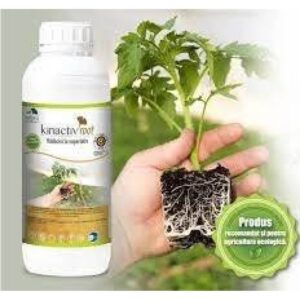Kinactiv Root
