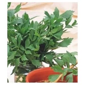 Leustea Comun 250 gr