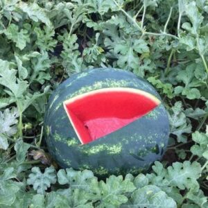 Lusitana RZ F1 1000 SEM