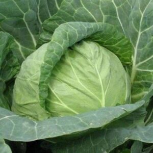 Varza Magnus Cresco F1 2500 sem