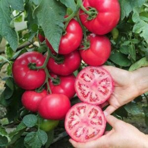 Manistella F1 500 SEM