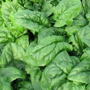 Spanac Matador 100 GR