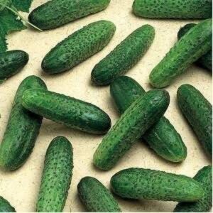 Mirabelle f1 250 sem