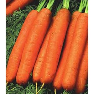 Morcov Nantes PPZ 500 gr