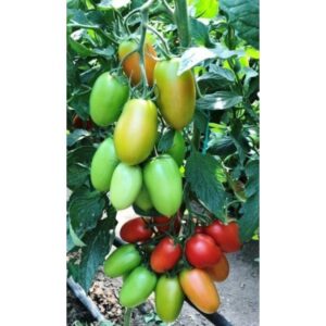 Tomate Oceano F1 500 sem