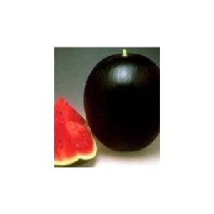 Pata Neagra F1 1000 seminte